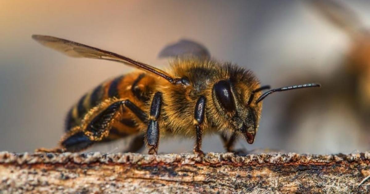 Your Weekly Cannabis Roundup: Bees, NJ, Undermining Voters And More