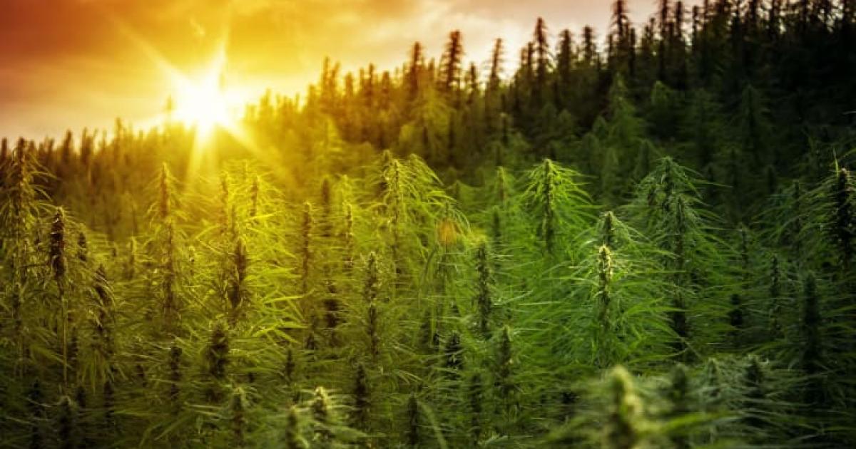 The Ancient Origins Of Cannabis, According To Science