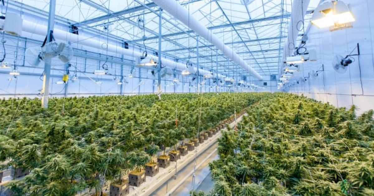 As New States Legalize, Cannabis's Environmental Footprint Looms