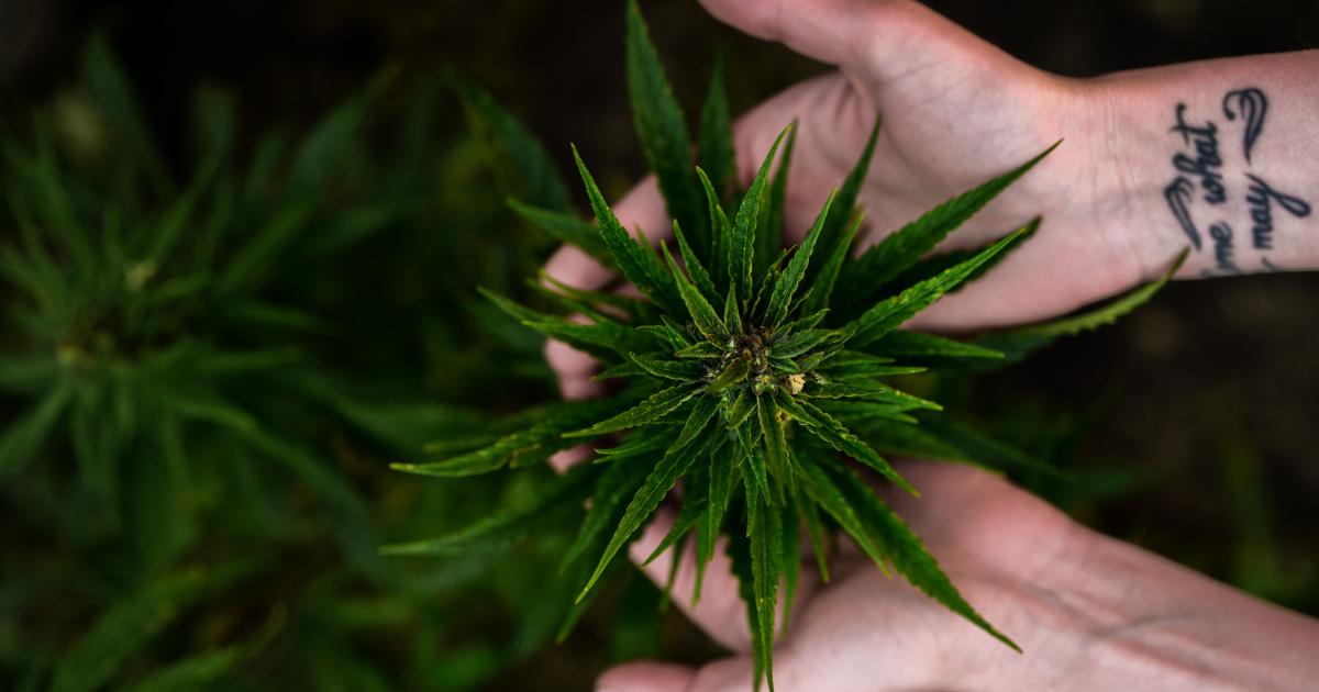 Cannabis Countdown: Top 10 Marijuana And Psychedelic Stock News Stories Of The Week