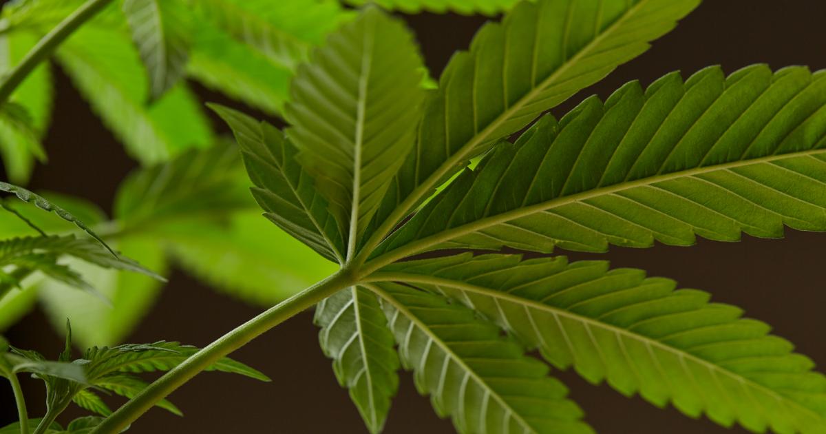 Is There Such A Thing As A Hemp Car?