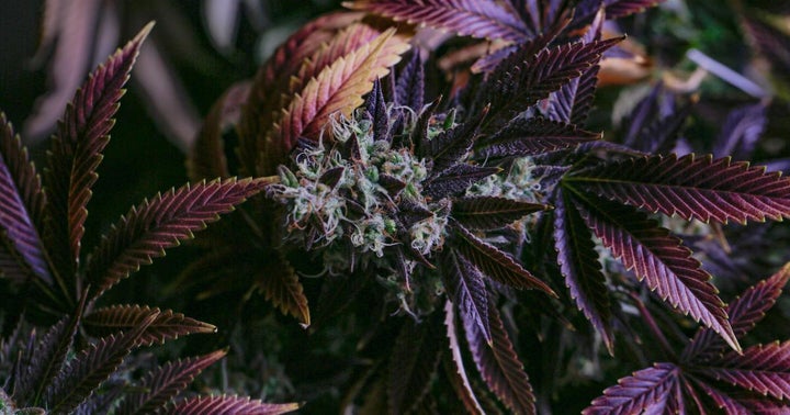 Cannabis REIT AFC Gamma Reports 276% Net Income Growth Reaching $7.9M In Q2 Cannabis REIT AFC Gamma Reports 276% Net Income Growth Reaching $7.9M In Q2