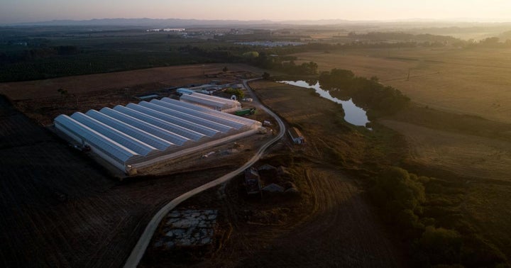 The New European Cannabis Frontier — Clever Leaves Is Positioned For Success