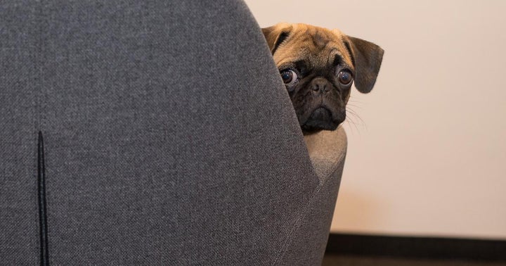Dogecoin Holders Should Be Booking Profits And Recycling Into 'Other Things,' Cramer Sounds Alarm On Things Ending Badly