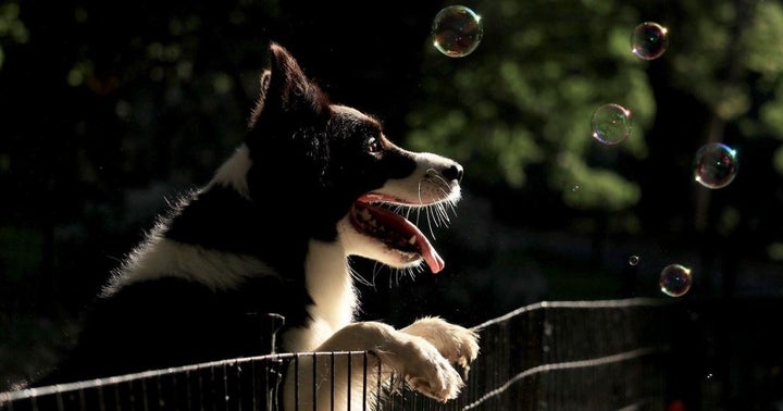 Chewy's Q4 Beat Shows Strength In Pet Market, Says Bullish BofA