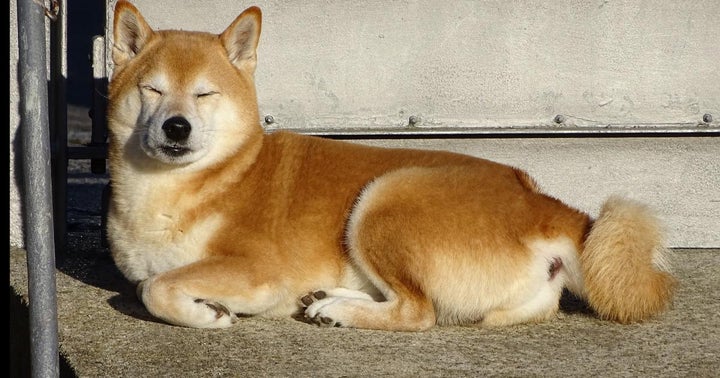 Dogecoin Rally A 'Middle Finger' To The System, Says Bitcoin Bull Novogratz