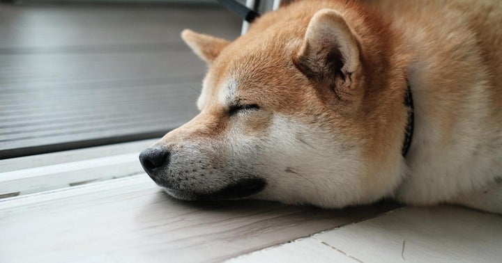 Dogecoin's Climb To $1 By Year-End: A Possibility Or A Pipedream?