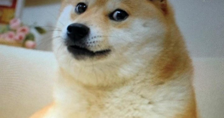 Dogecoin Sees 125 Increase In Trading On Saturday Following Adult Film Star S Tweet Benzinga