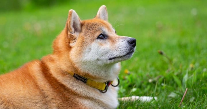 Dogecoin Crashes Over 16% Today; Top Crypto Youtuber Says Robinhood Wallet May Turn Things Around Dogecoin Crashes Over 16% Today; Top Crypto Youtuber Says Robinhood Wallet May Turn Things Around