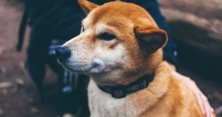 Professional Trader Sees Doge Market Uncertainty, Calls on Traders to Get Back to Basics