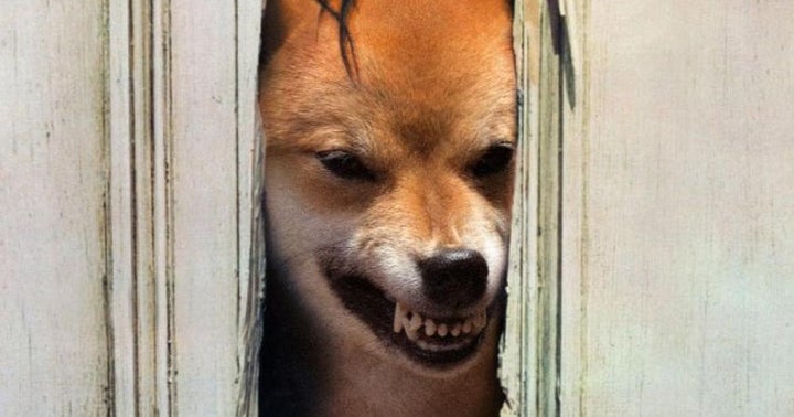 Doge Days Over? Cryptocurrency Sees Major Correction