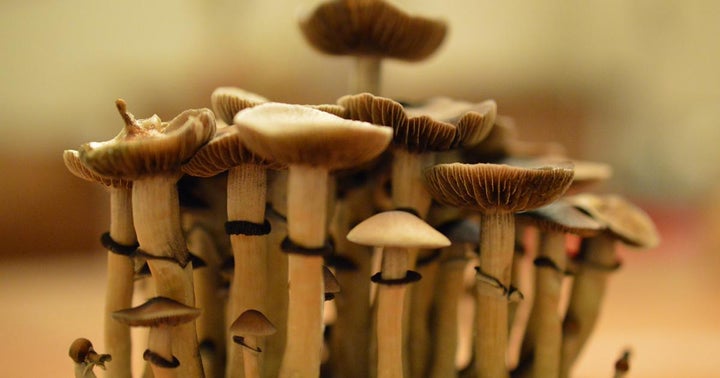 Will Shroom Dispensaries Become A Thing Anytime Soon?