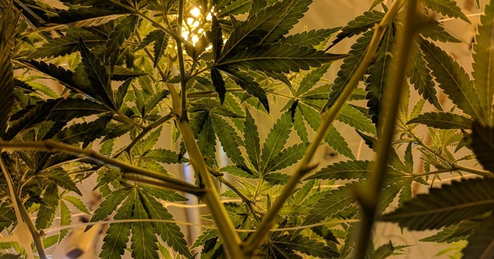 Cannabis Countdown: Top 10 Marijuana And Psychedelic Stock News Stories Of The Week