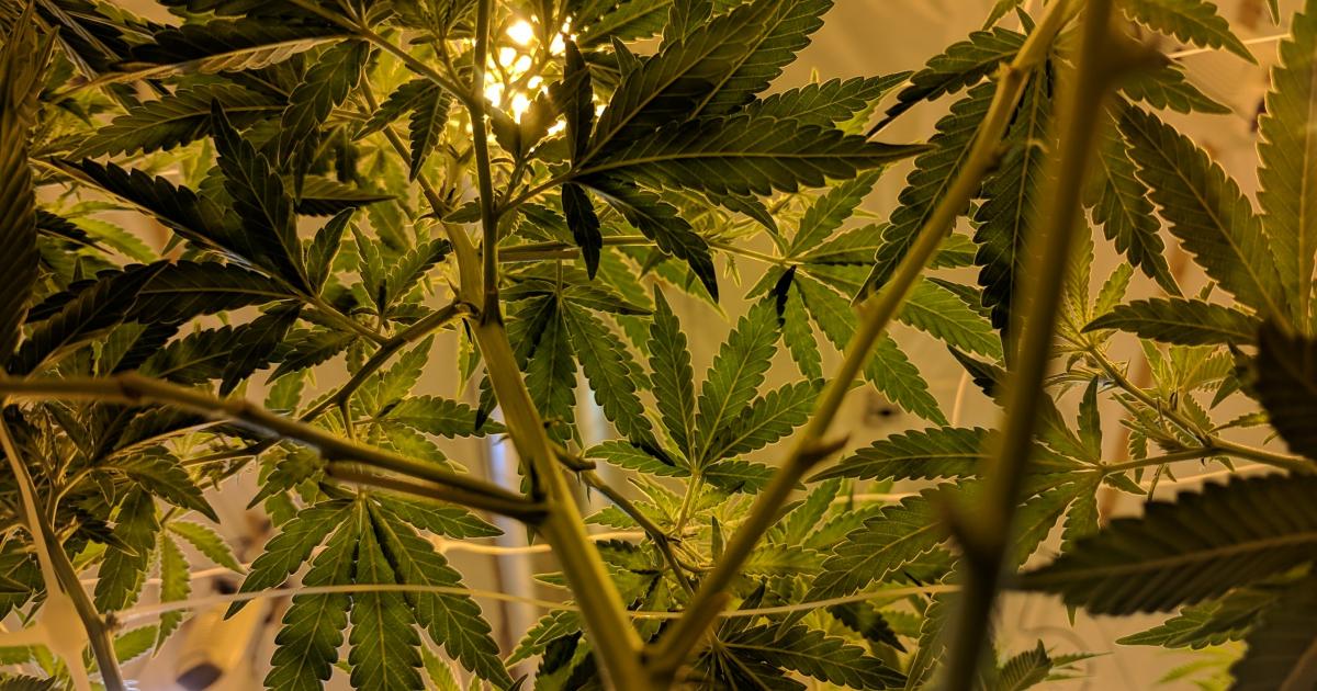 Cannabis Countdown: Top 10 Marijuana And Psychedelic Stock News Stories Of The Week