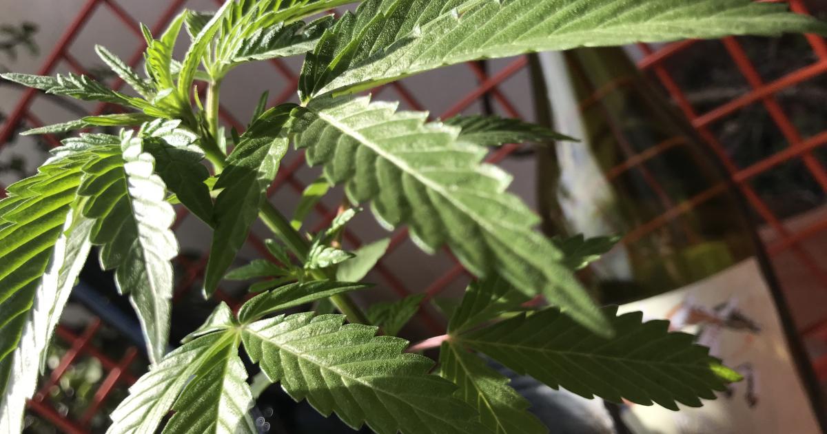 The Week In Cannabis: Corporate 'Carnage,' More Bud From Bud And Latin American Moves