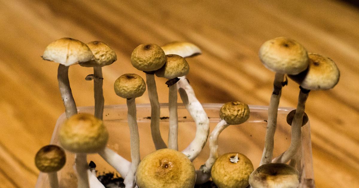 Psilocybin Legalization: New Bills Introduced In Florida, Connecticut and Hawaii