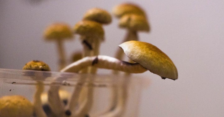Will Hawaii Pass A Psilocybin Legalization Bill? Senator Chang Makes A Strong Case