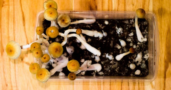Mydecine Exports Psilocybin Mushrooms From Jamaica To Canada — An Industry First