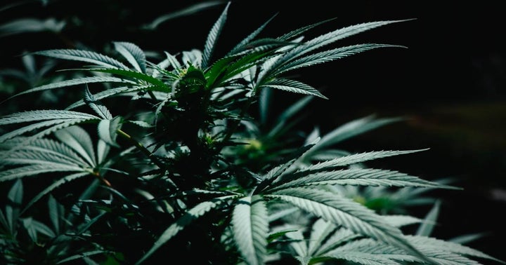 Terra Tech Corp To Acquire SilverStreak Solutions, Plans To Develop Cannabis Delivery Operation In California