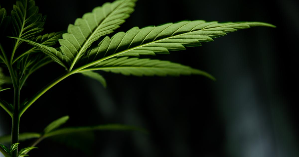 Cannabis Countdown: Top 10 Marijuana and Psychedelics Industry News Stories Of The Week