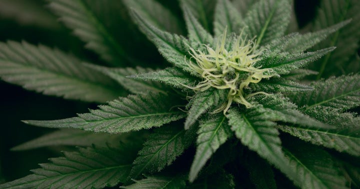 Trulieve Enters West Virginia Cannabis Market, Closes Acquisition Of Mountaineer Holding