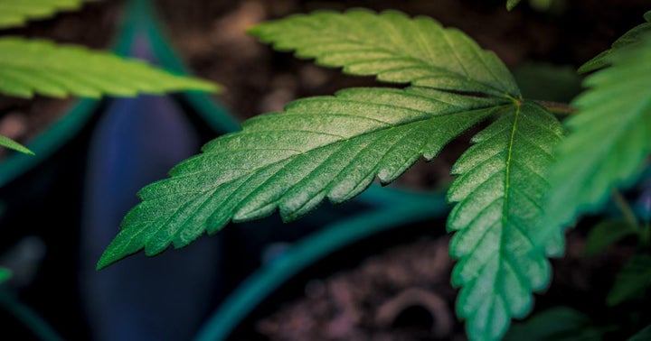 Why Sundial Growers Stock Spiked Another 16% Today
