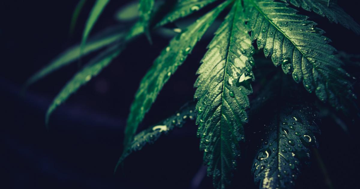 Cannabis Countdown: Top 10 Marijuana And Psychedelics Industry News Stories Of The Week