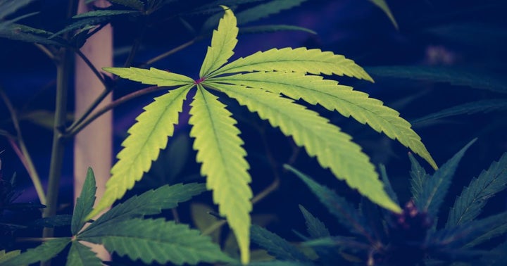 Developing Tribal Opportunities In The Cannabis Market With Conor Green Consulting