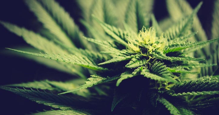 Cannabis Countdown: Top 10 Marijuana And Psychedelic Stock News Stories Of The Week