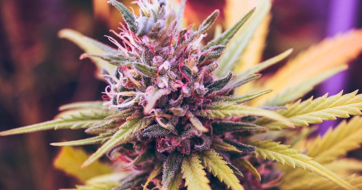 Lawsuit Pushes DEA To Explain Delays As Applications For Marijuana Research Pile Up