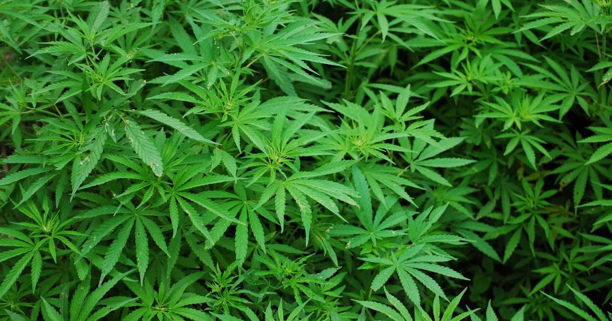 Cannabis Countdown: Top 10 Marijuana Stock News Stories Of The Week