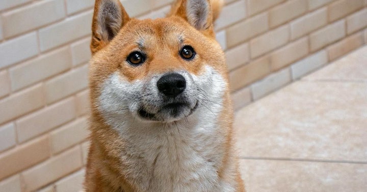 Elon Musk-Dogecoin Twitter Verified Profile Scam Cost This Man Over $500,000