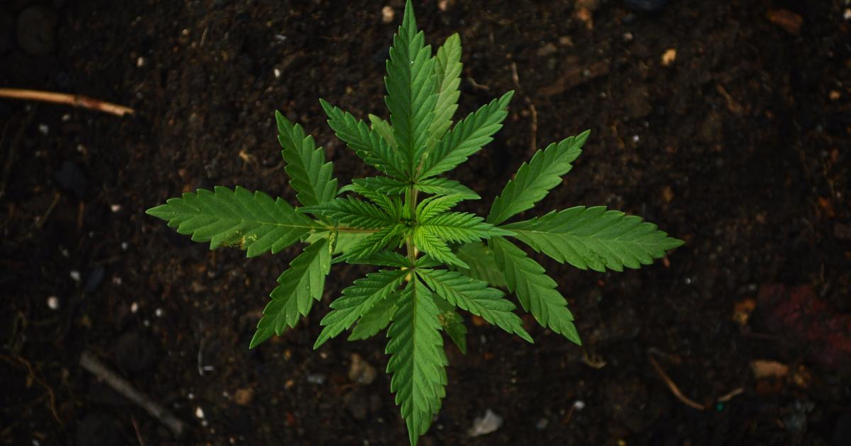 Ontario Cannabis Regulator Returns Nearly $3M In Noncompliant Product To CannTrust