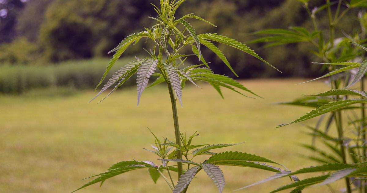 California's State Of Hemp