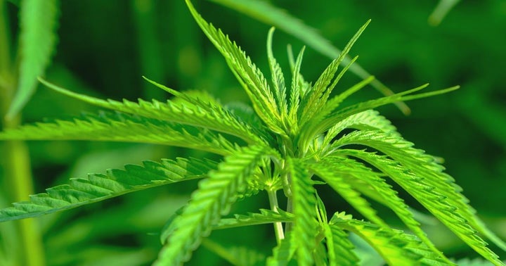 Neptune Wellness Falls On Higher Quarterly Net Loss, Announces Hemp-Derived CBD Deal