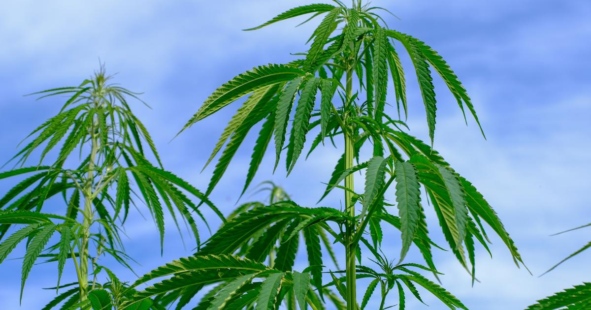 Cannabis Countdown: Top 10 Marijuana Stock News Stories Of The Week