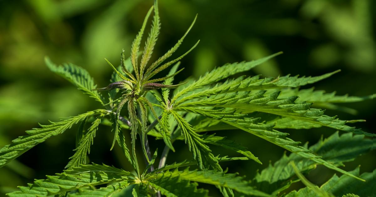 Cannabis Countdown: Top 10 Marijuana And Psychedelics Industry News Stories Of The Week
