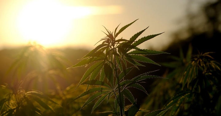 Jamaica Is Finalizing Export Agreements For Cannabis, Here's How The Global Market Is About To Change