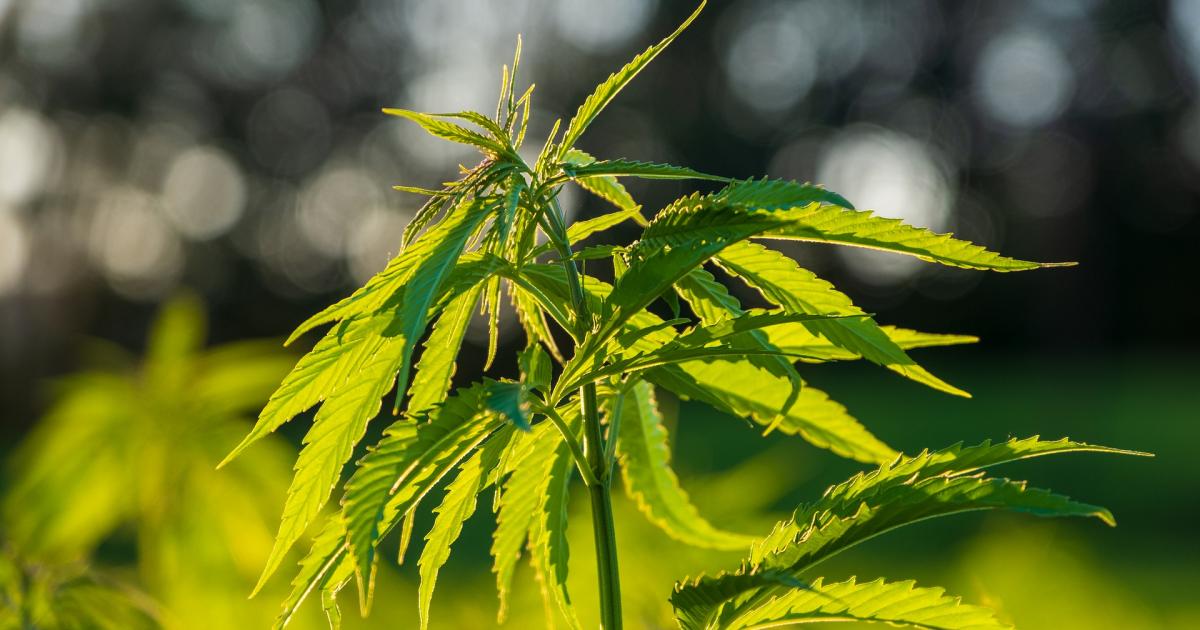 Cannabis Countdown: Top 10 Marijuana And Psychedelic Stock News Stories Of The Week