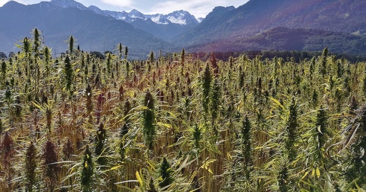 4 Facts About Africa's Budding Cannabis Industry