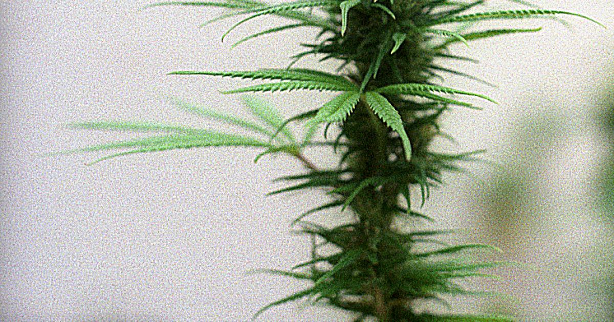 The Benefits Of Using Hemp In The Construction And Textile Industries