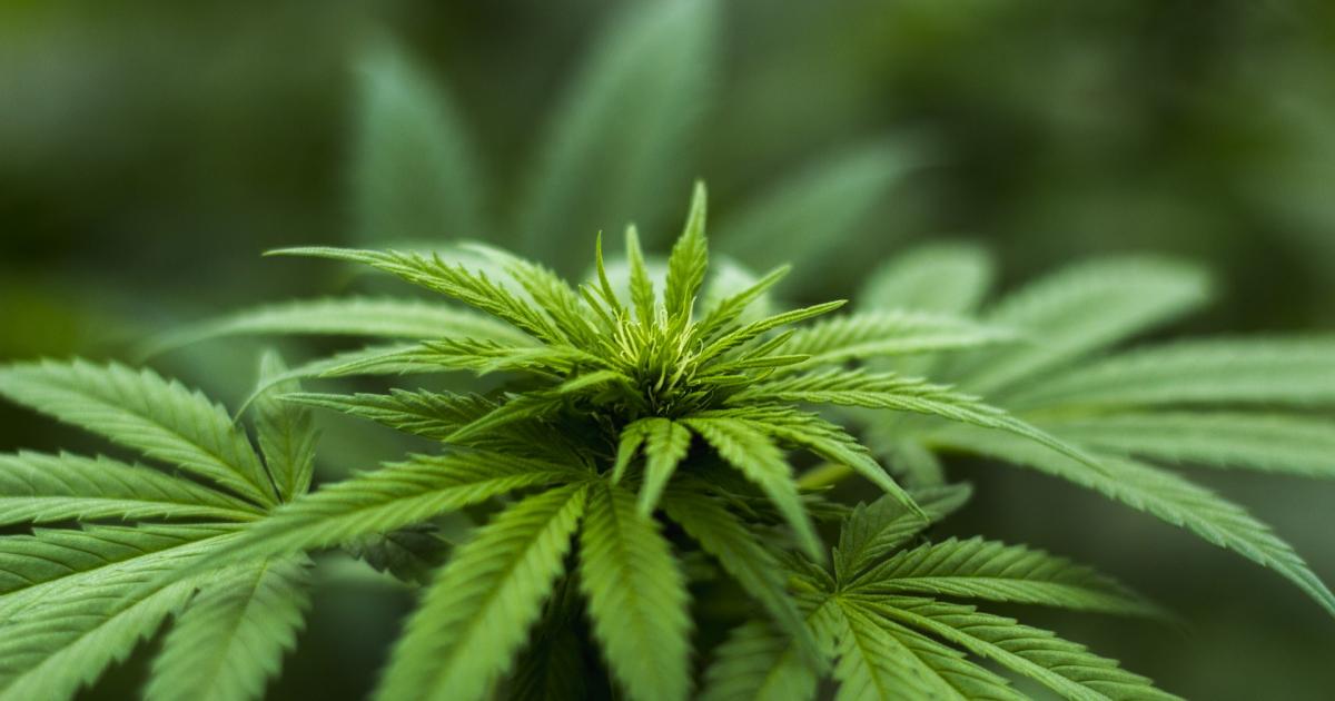Africa's Largest Cannabis Consumer Markets