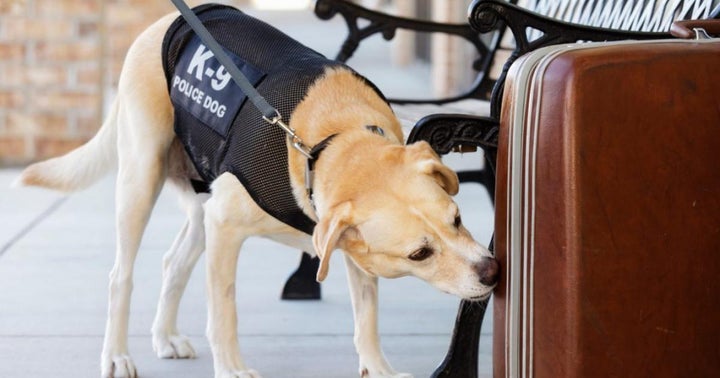Drug Sniffing Dogs: How Accurate Are They? Can They Smell Your Weed And Hash?