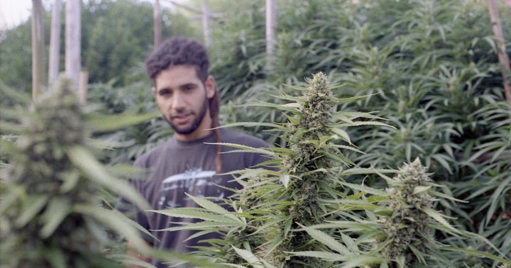 Uruguay Senate Approves New Bill To Regulate Access To Medical Cannabis
