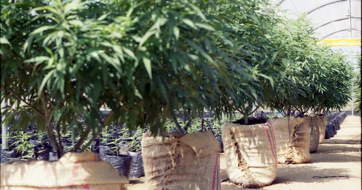 65 Outstanding Black And Hispanic Men Leading In Cannabis