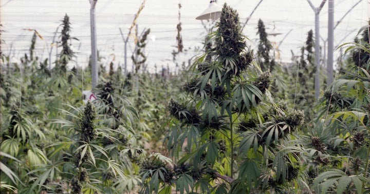 The Week In Cannabis: A Federal Legalization Bill, Earnings Reports And A Tax Hike In California