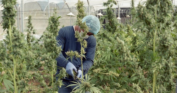 The Week In Cannabis: Earnings Madness, Illinois Legalization, FDA Hearing, And More