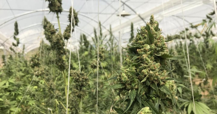 Cannabis Do-Gooders: These Companies Are Lending A Helping Hand Against COVID-19