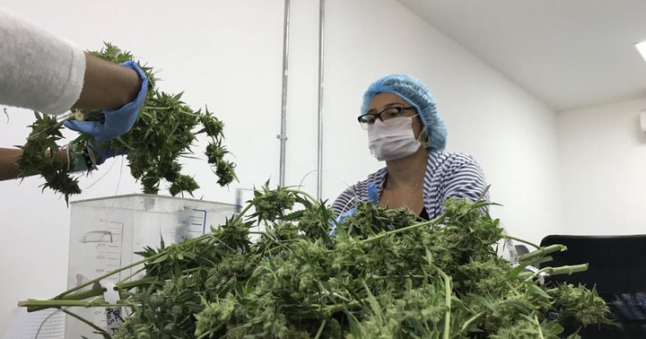 America Is Growing 8X The Amount Of CBD Hemp It Can Consume – And Prices Are Crashing