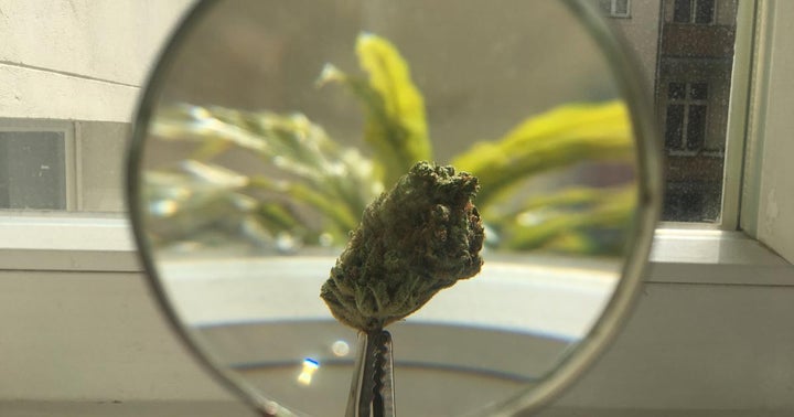 Open Source Medicine And Cannabinoids: A Promising Future Open Source Medicine And Cannabinoids: A Promising Future